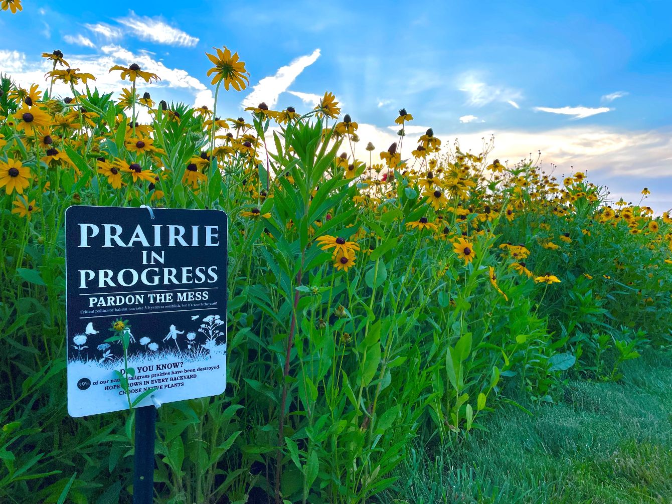 About the Patrick Goes Native Gear campaign on Bonfire 2