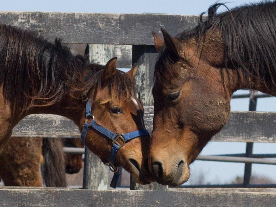 About the 13 Hands Equine Rescue campaign on Bonfire 2