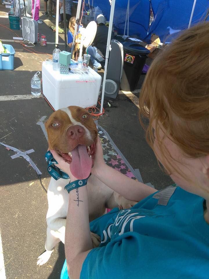 About the The PAWkinglot Pals campaign on Bonfire 3