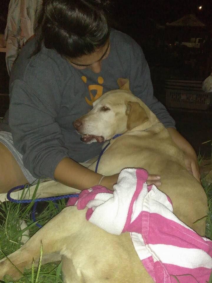 About the The PAWkinglot Pals campaign on Bonfire 4