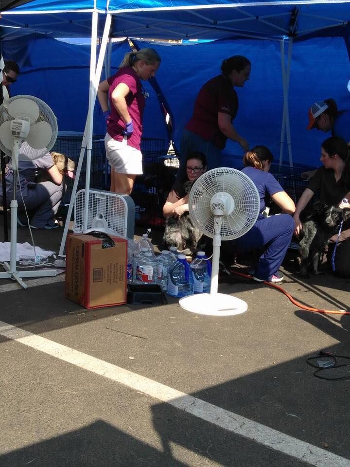 About the The PAWkinglot Pals campaign on Bonfire 11