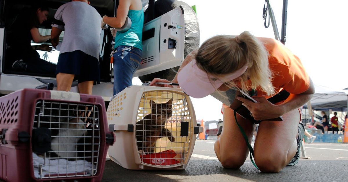 About the The PAWkinglot Pals campaign on Bonfire 6