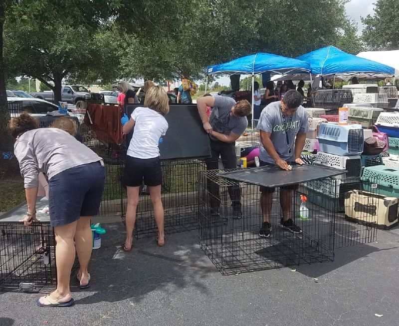 About the The PAWkinglot Pals campaign on Bonfire 10