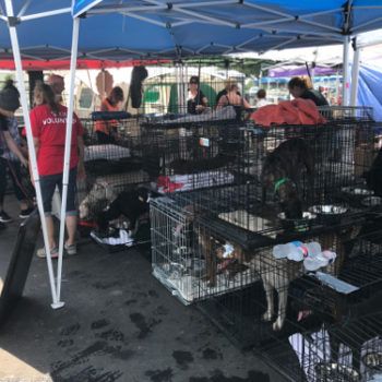 About the The PAWkinglot Pals campaign on Bonfire 9