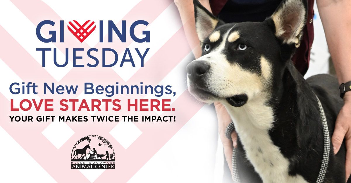 About the Love Starts Here campaign on Bonfire 2