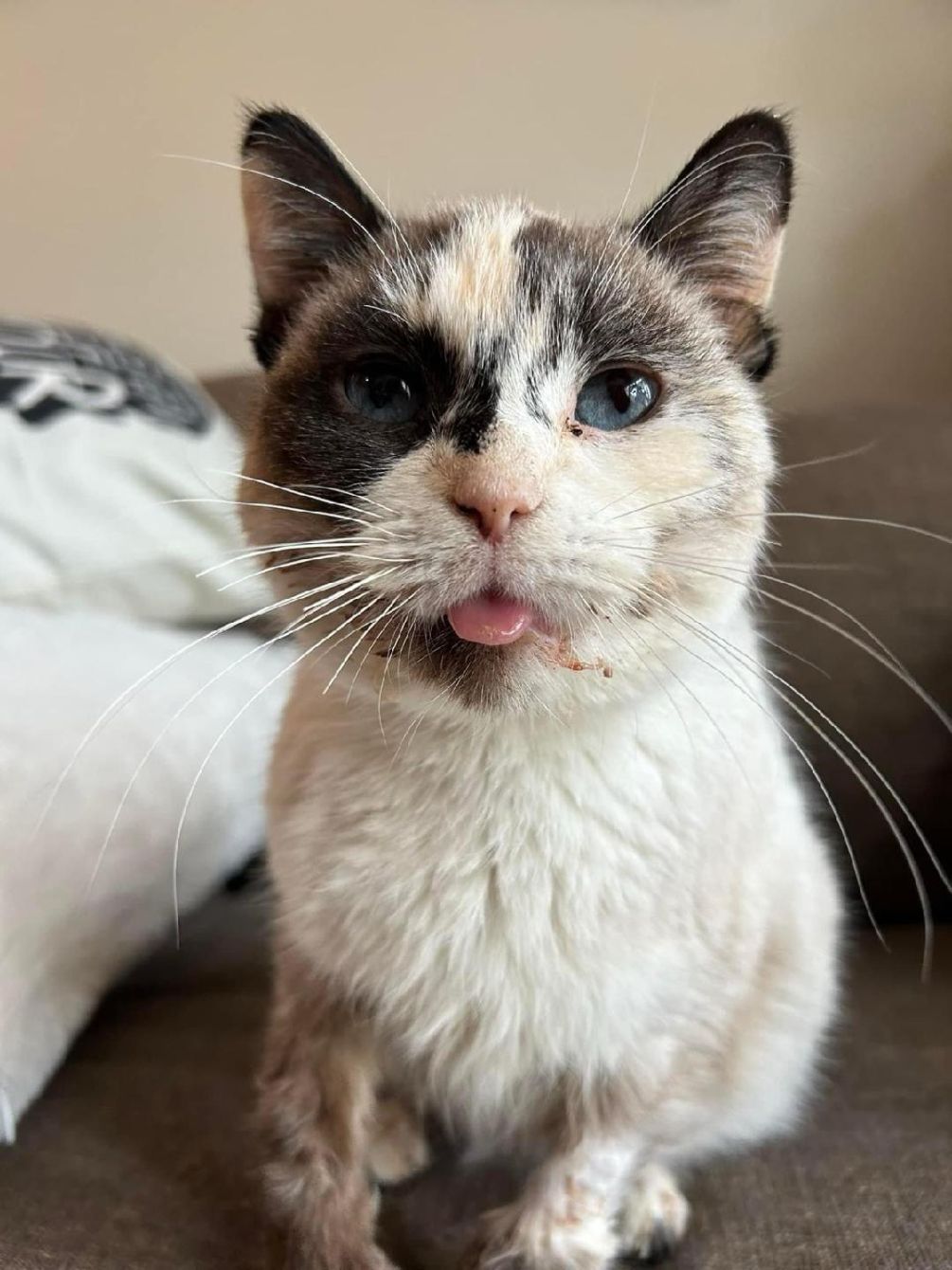 About the CAC Kitties Group Shirt campaign on Bonfire 2