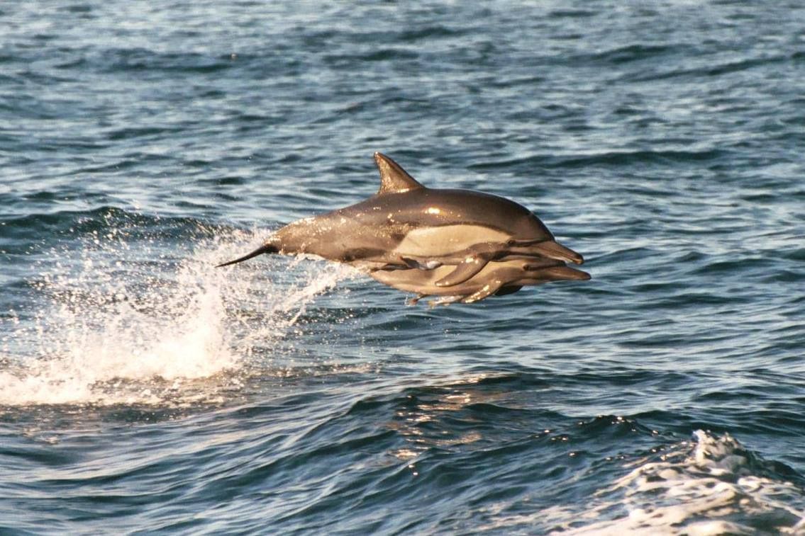 About the Support Whale & Dolphin Research campaign on Bonfire 3