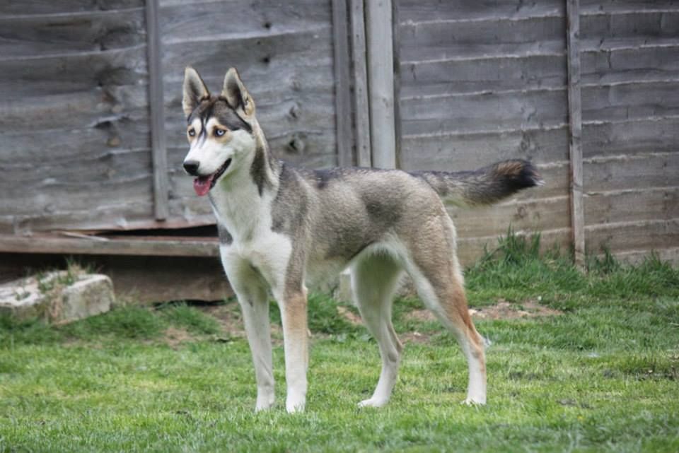 SUPPORT THE ISSSC Bonfire