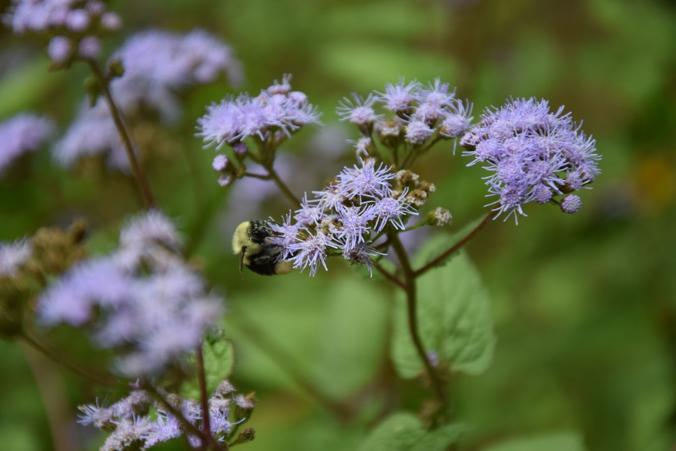 About the 2024 POY Blue Mistflower Hoodie campaign on Bonfire 2