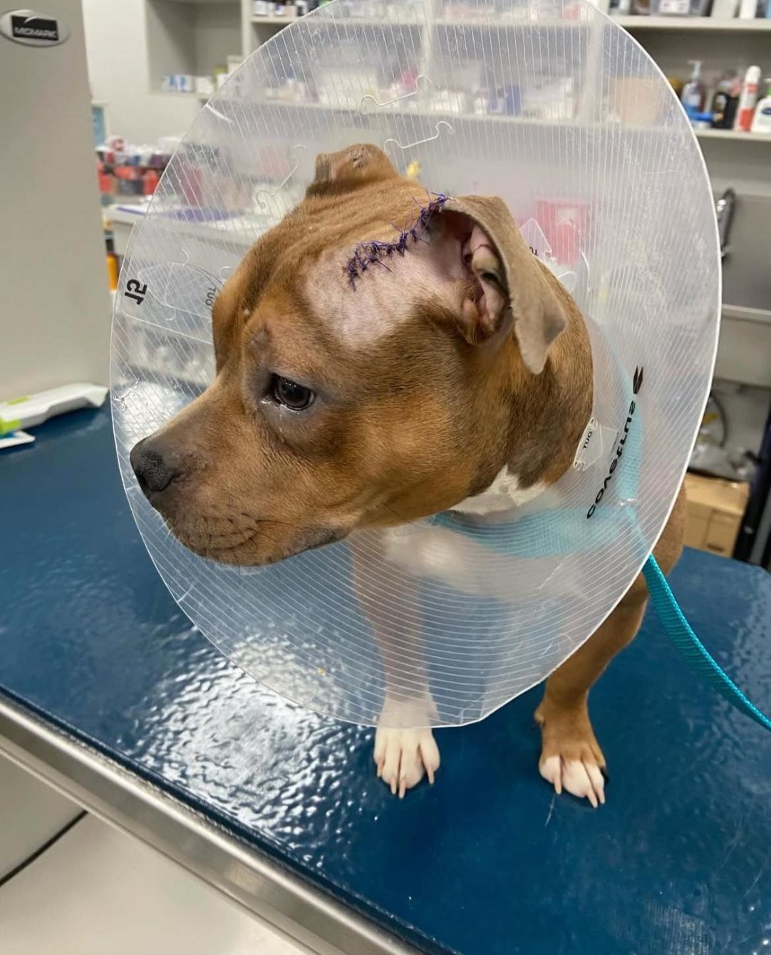 About the Brixie's Pizza Party campaign on Bonfire 1