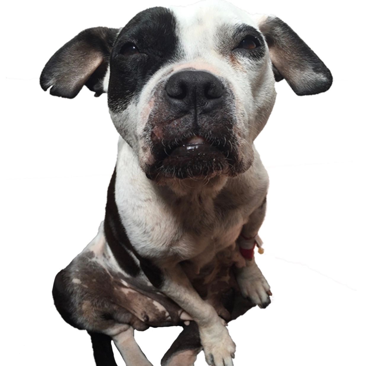 About the END DOGFIGHTING - LUCILLE campaign on Bonfire 2