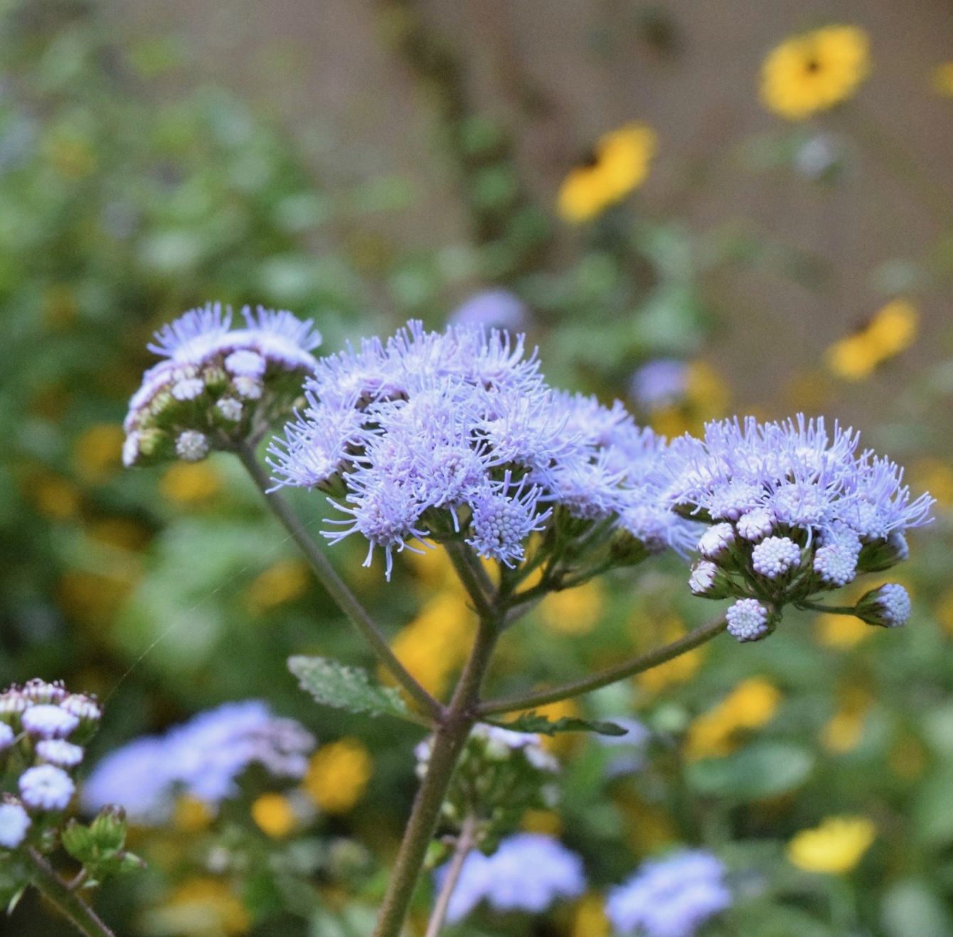 About the Blue Mistflower 2024 Plant of the Year w Logo campaign on Bonfire 2