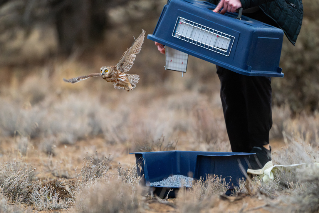 About the NWRA Official Merchandise campaign on Bonfire 2