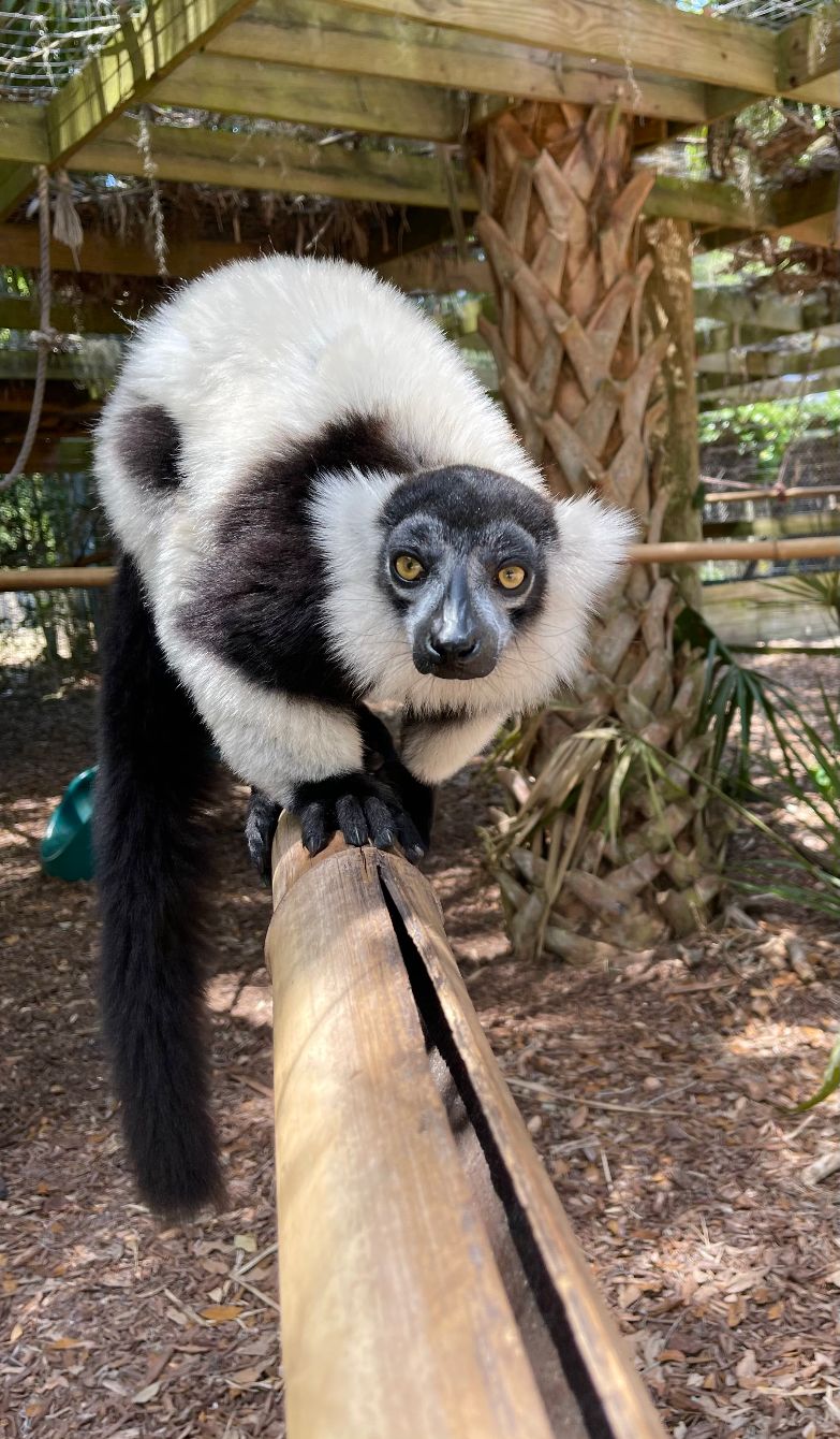 About the Chase Tee?s campaign on Bonfire 2