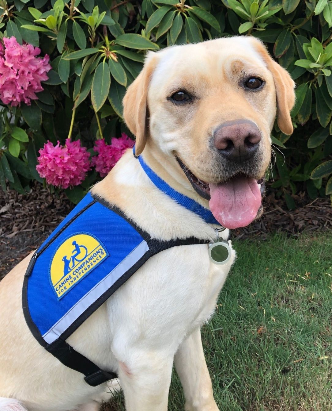 Labrador Retriever Adopt Service Dog Near Me Canine