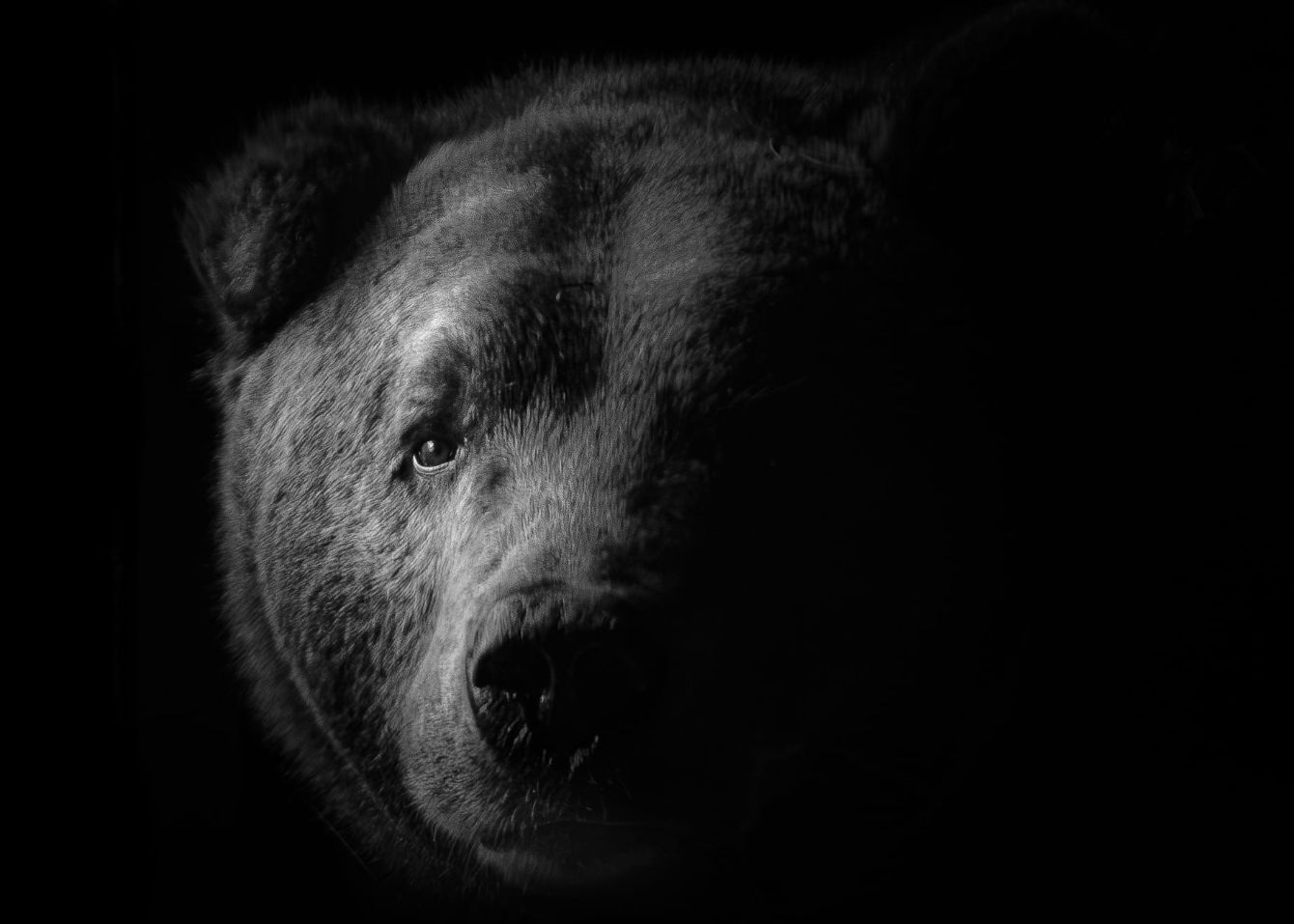 About the Momma Bear campaign on Bonfire 2