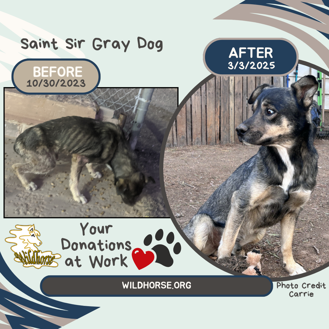 About the Saint's Team campaign on Bonfire 2