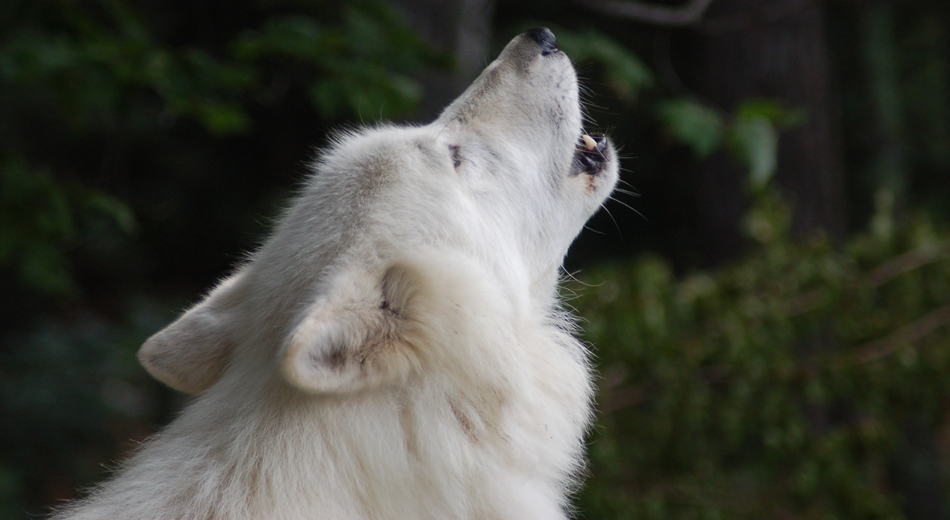 About the Moonlit Howl Tee - Color Option 1 campaign on Bonfire 0