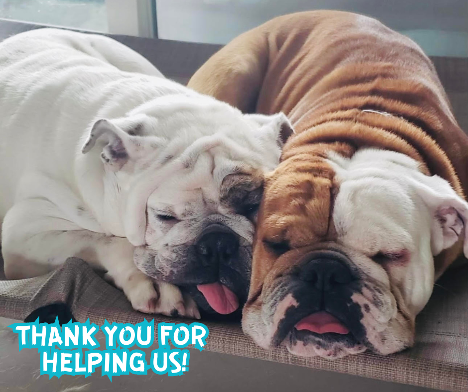 About the Chillin' like a Bulldog campaign on Bonfire 2