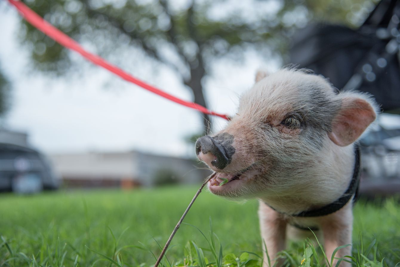 About the The Future is Kind campaign on Bonfire 5