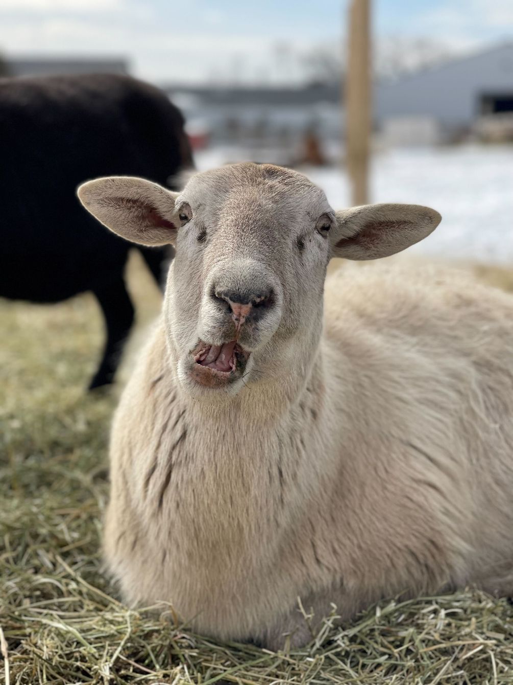 About the Tiny Hooves Sanctuary Mug campaign on Bonfire 2