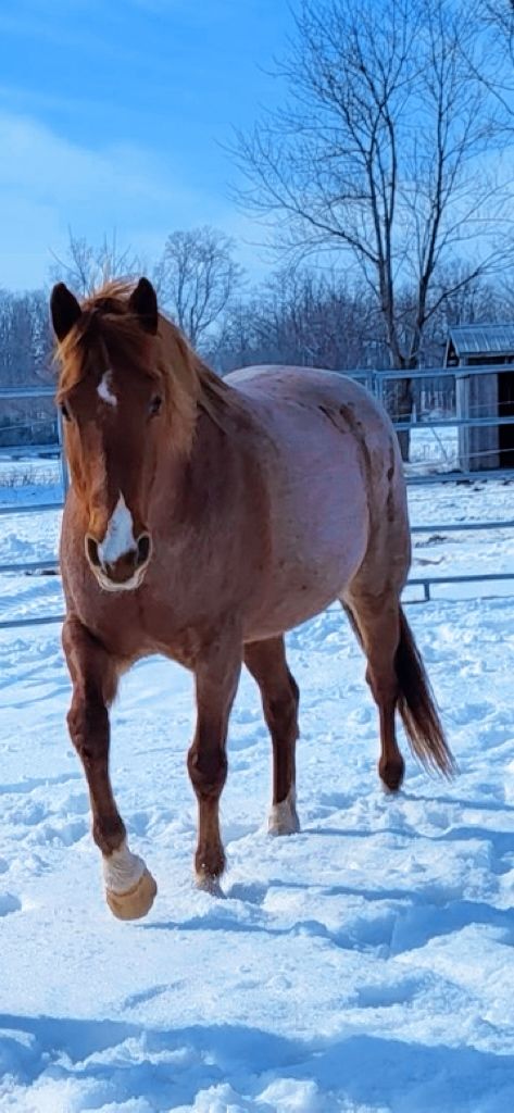 About the Second Chance For Mocha campaign on Bonfire 3