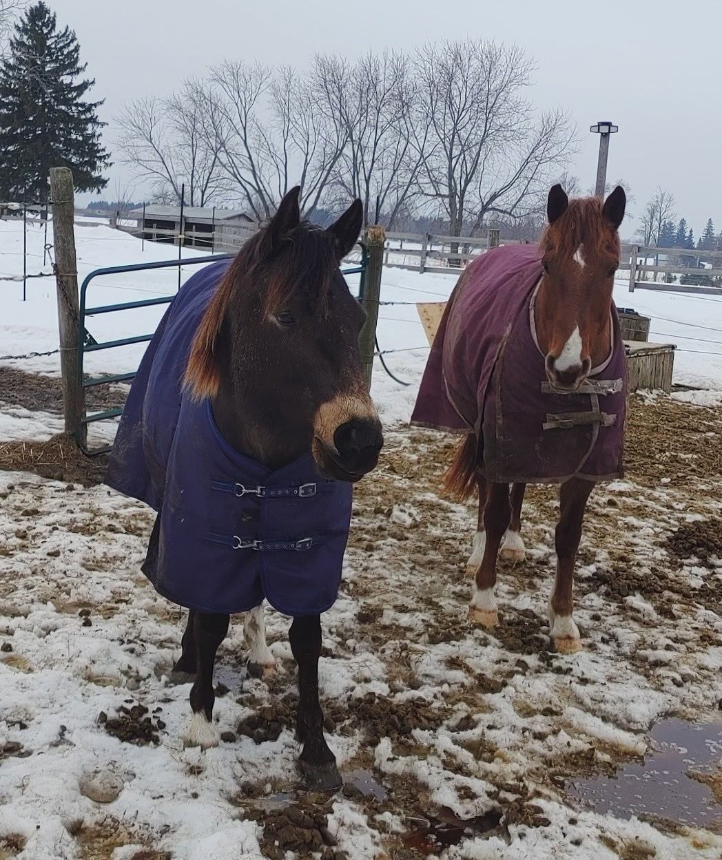 About the Second Chance For Mocha campaign on Bonfire 2