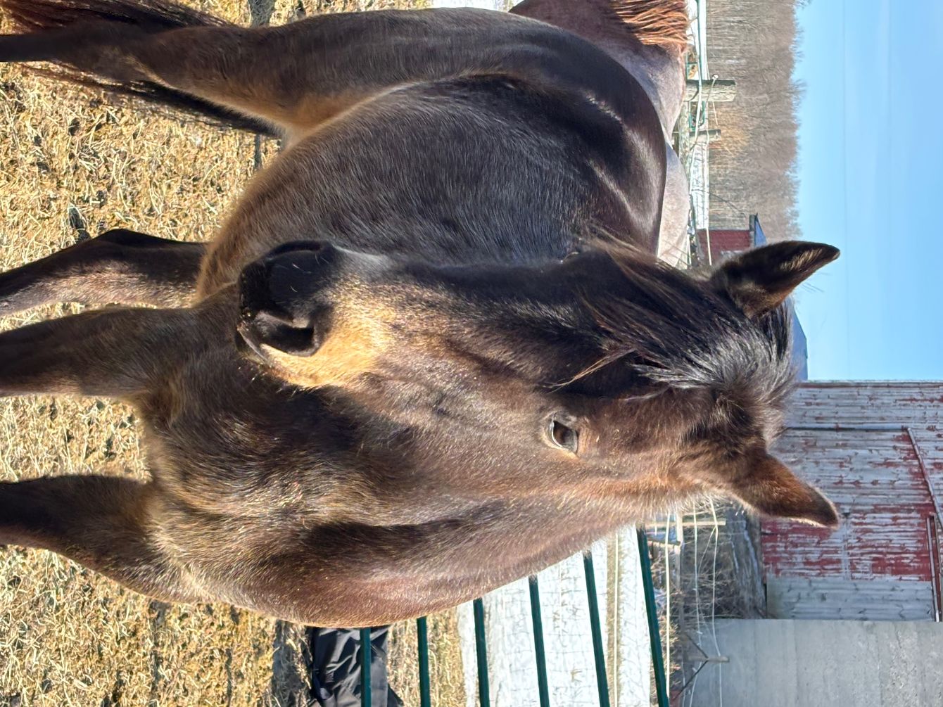 About the Second Chance For Mocha campaign on Bonfire 4