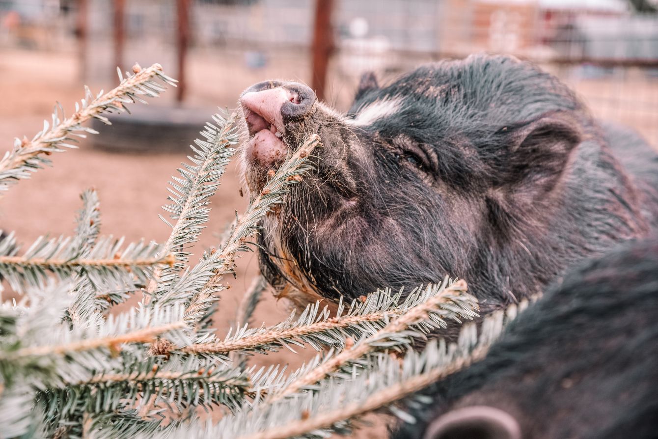 About the Joy to the Pigs campaign on Bonfire 2