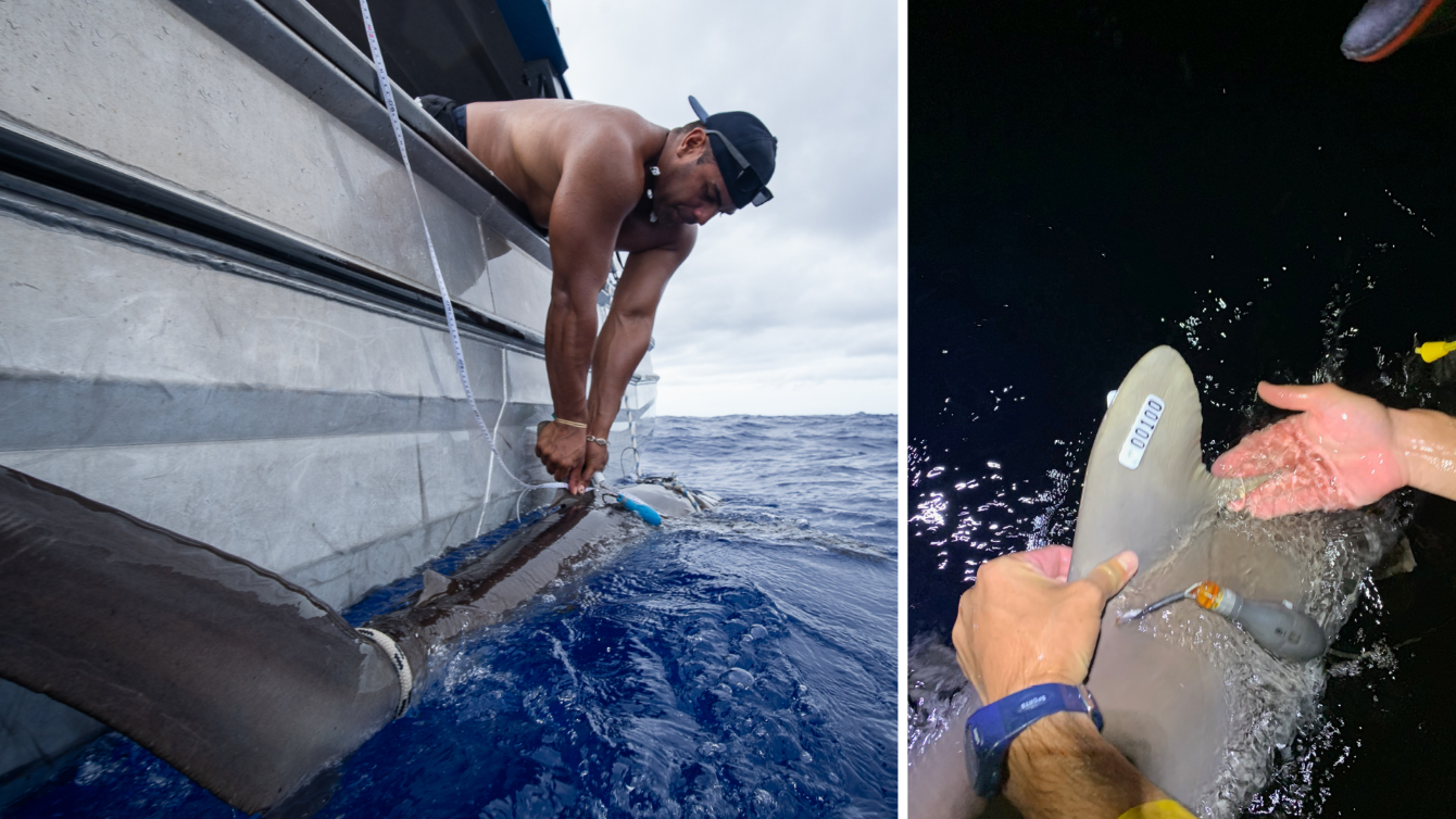 About the SHARKS PACIFIC TAG TEAM campaign on Bonfire 2