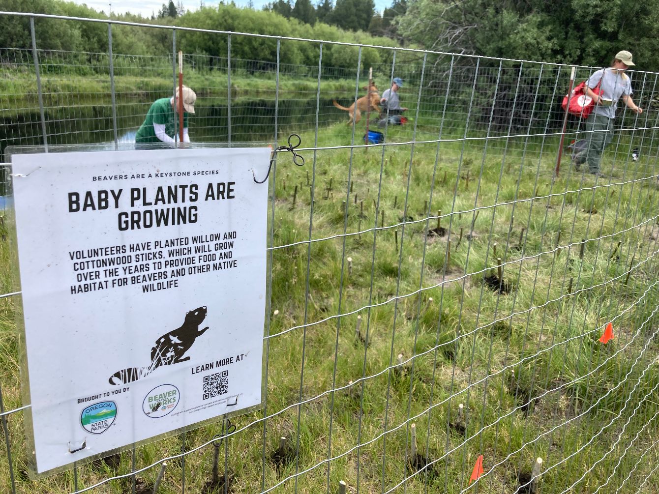 About the Beaver Works Oregon campaign on Bonfire 2