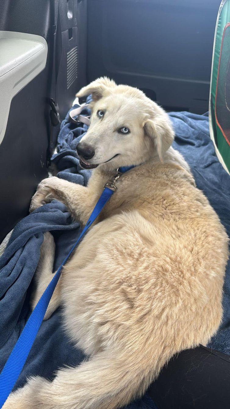 About the Dashing through the Snow! campaign on Bonfire 2