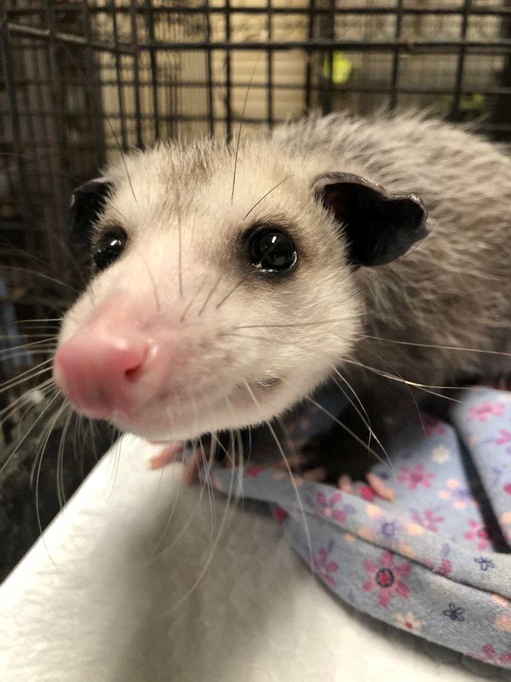 About the Another Dawn Wildlife Rescue campaign on Bonfire 5