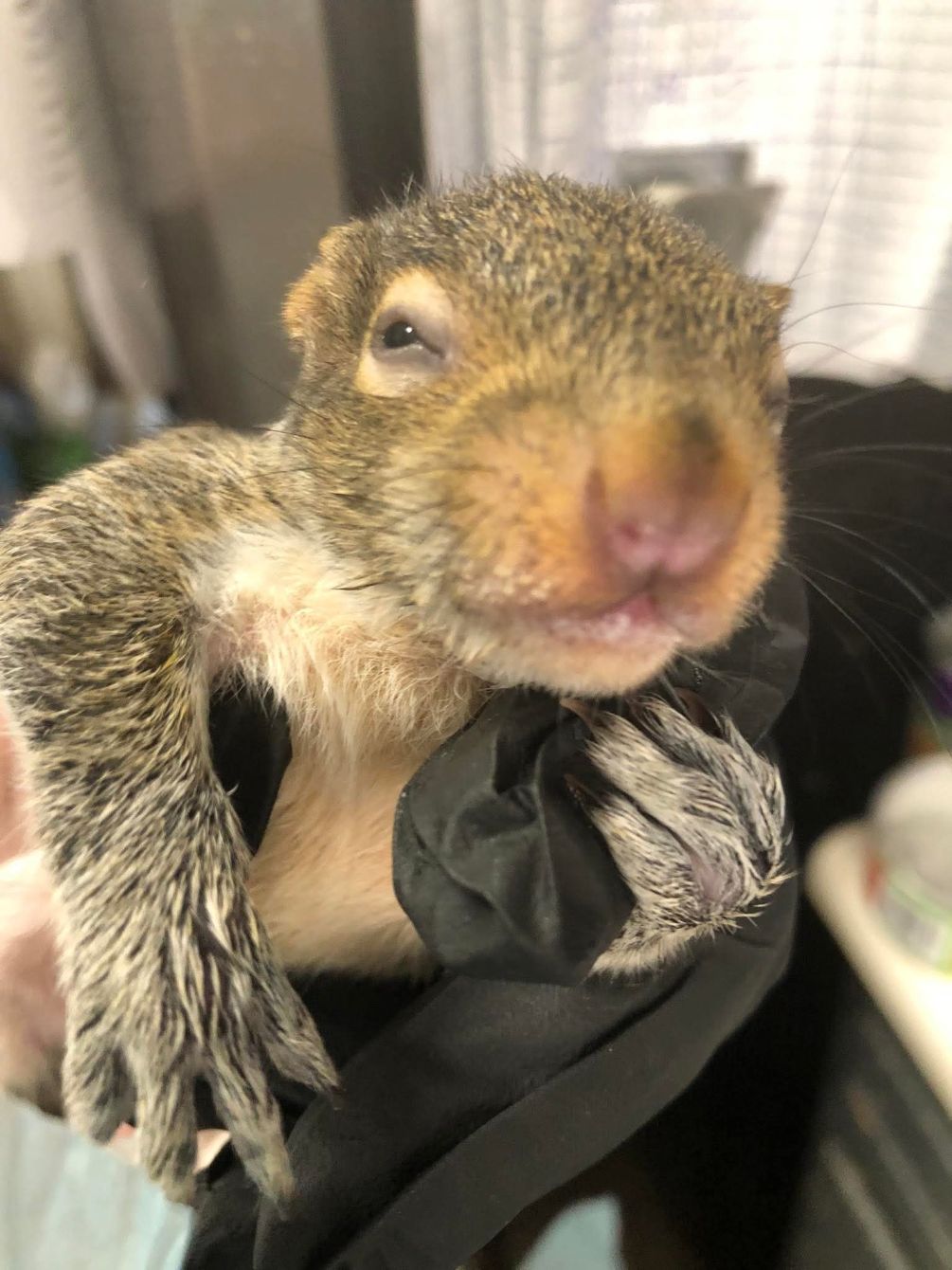 About the Another Dawn Wildlife Rescue campaign on Bonfire 3