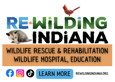 About the  campaign on Bonfire 2