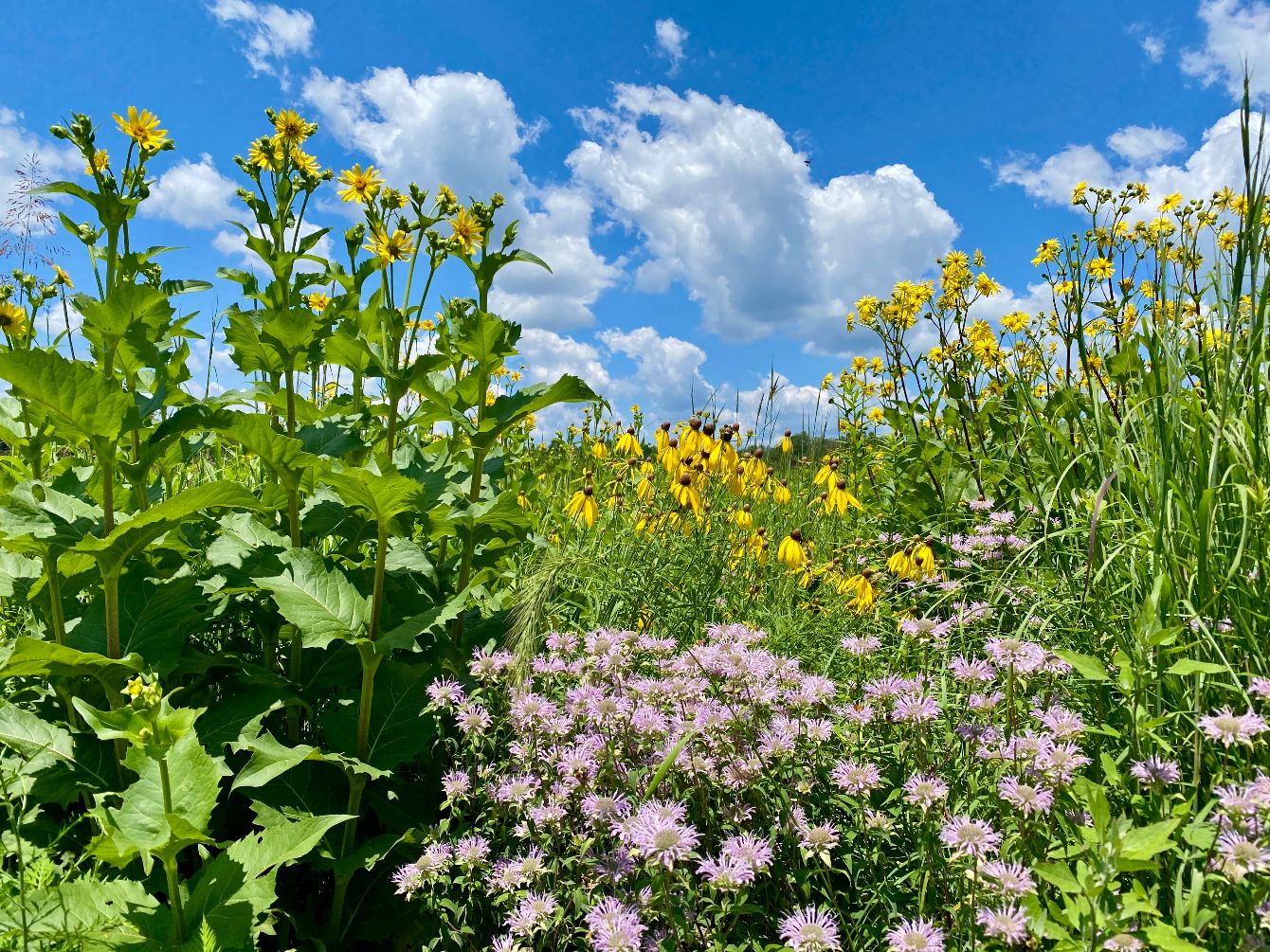 About the Fly Free campaign on Bonfire 3