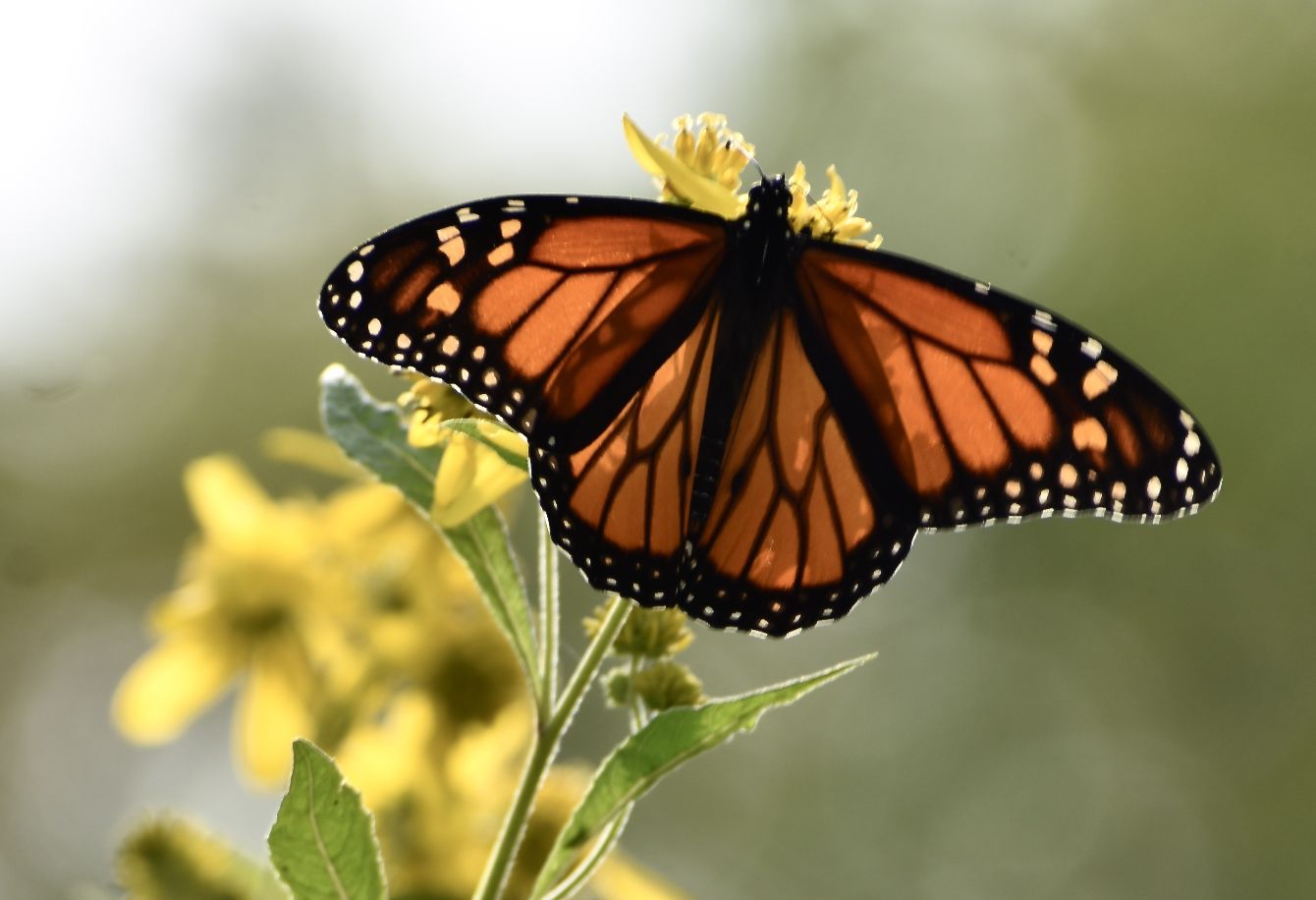 About the Fly Free campaign on Bonfire 2