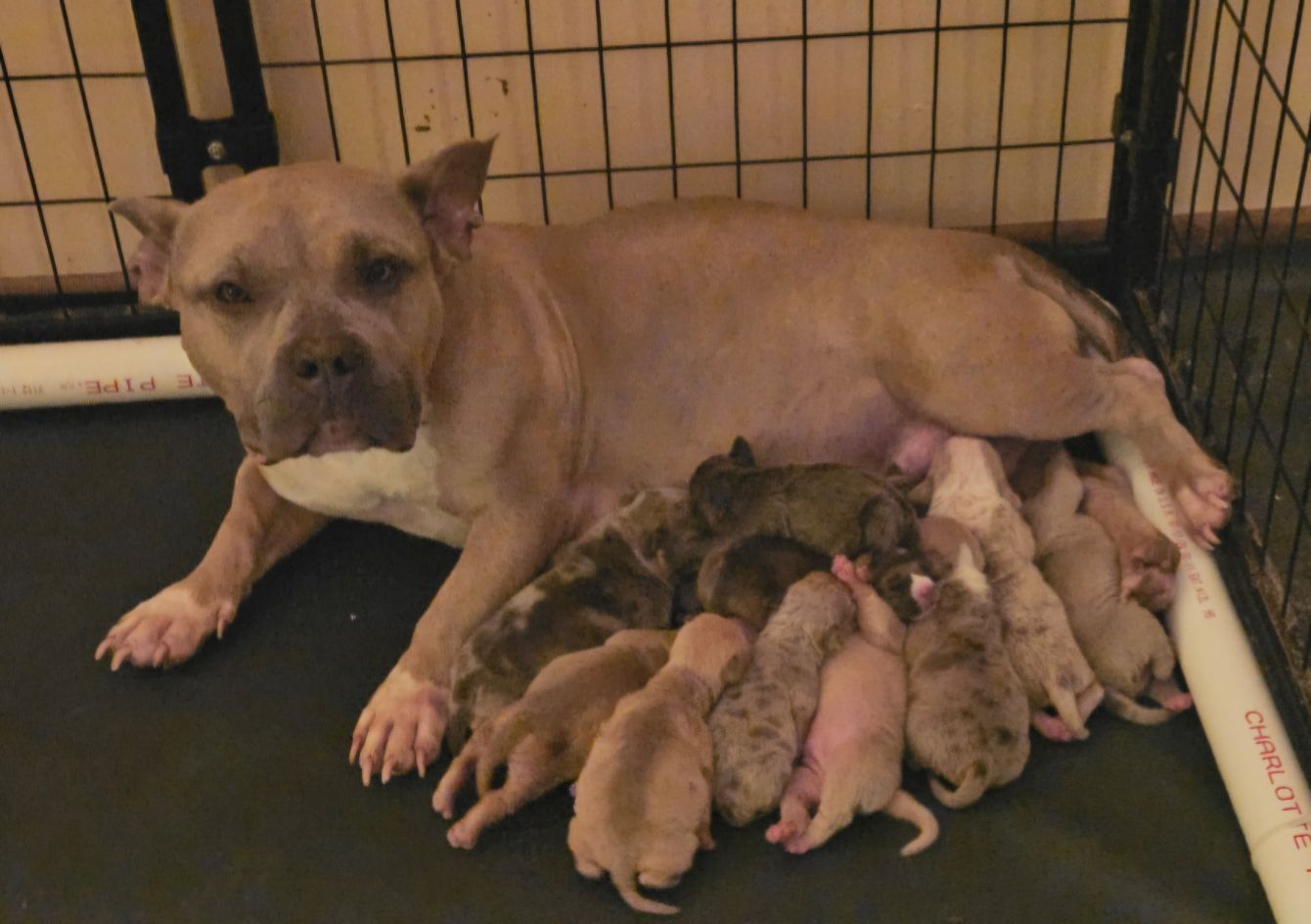 About the Spay and Neuter campaign on Bonfire 2
