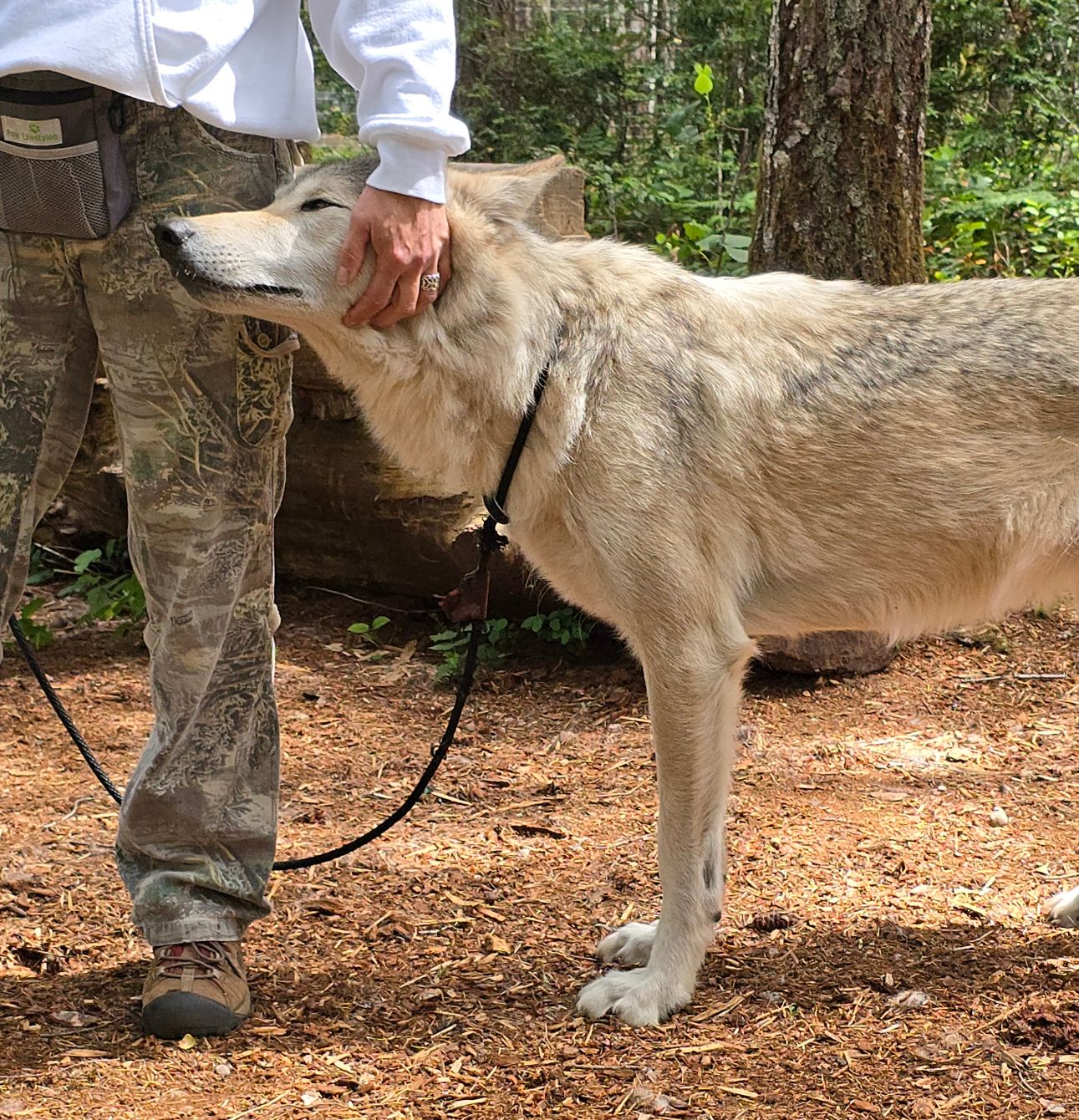 About the &nbsp;RIGGS&nbsp; campaign on Bonfire 2