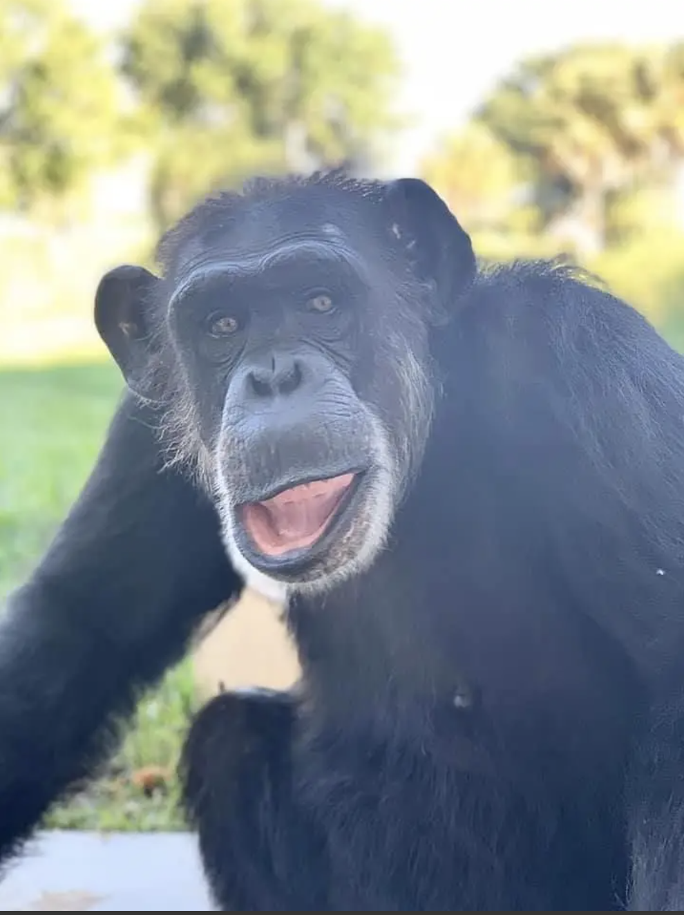 About the In Loving Memory of Olivia campaign on Bonfire 1