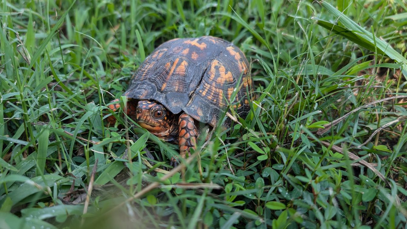About the Help save injured turtles! campaign on Bonfire 2