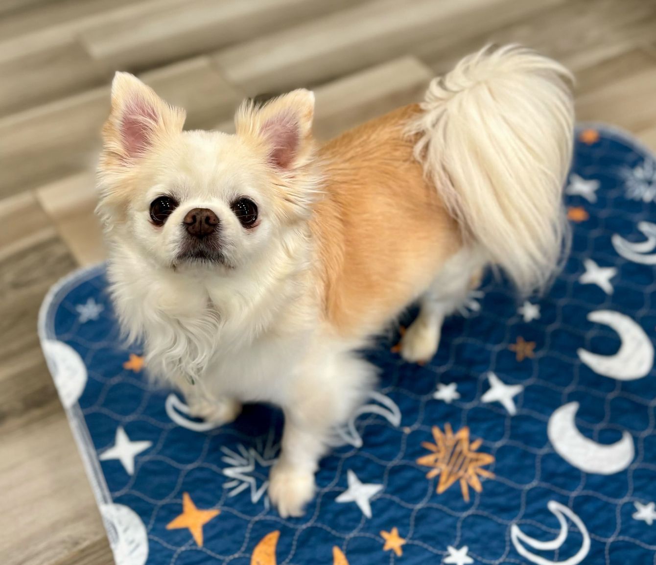 About the I Heart Chihuahuas Fundraiser campaign on Bonfire 4