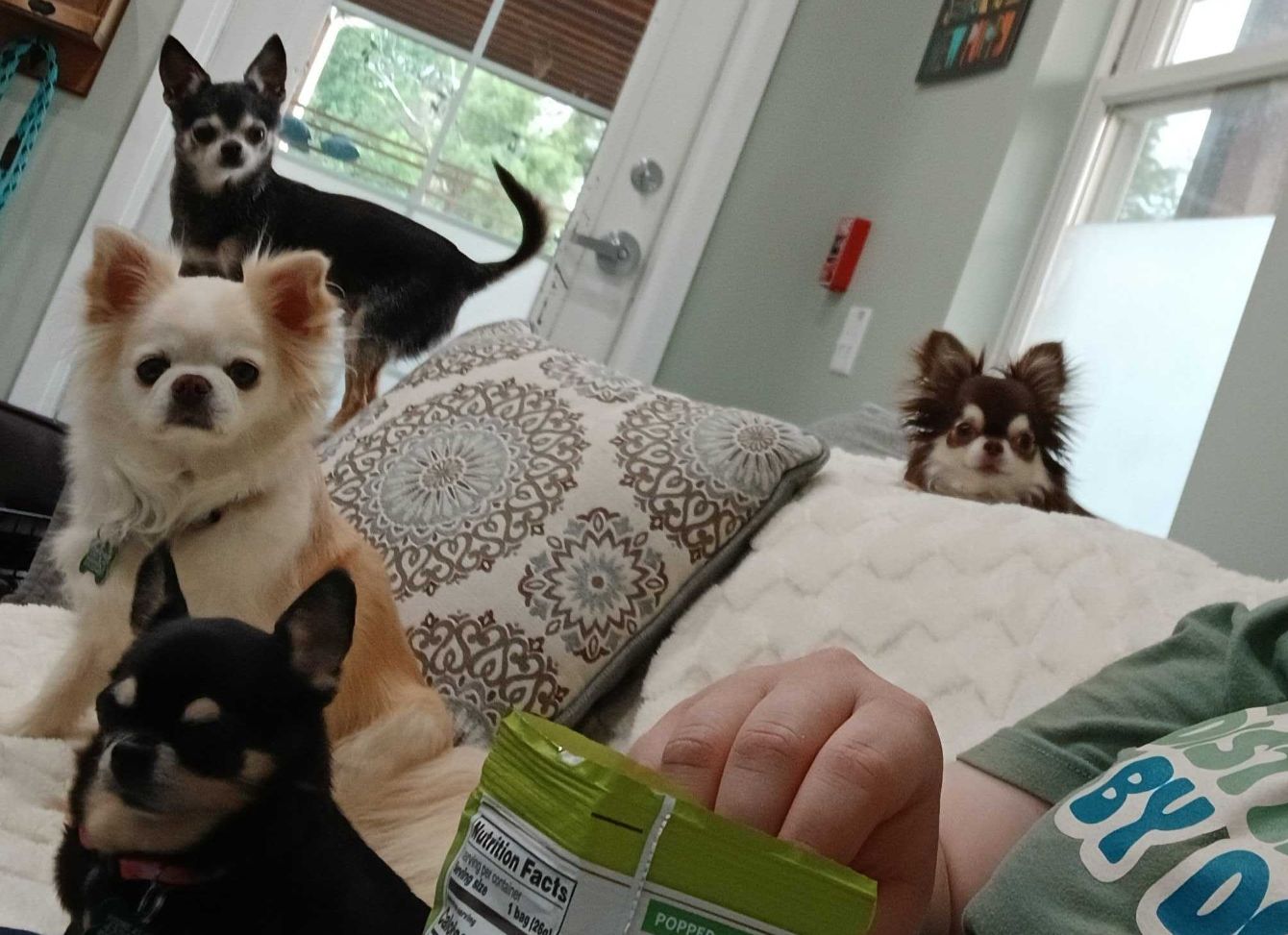 About the I Heart Chihuahuas Fundraiser campaign on Bonfire 2