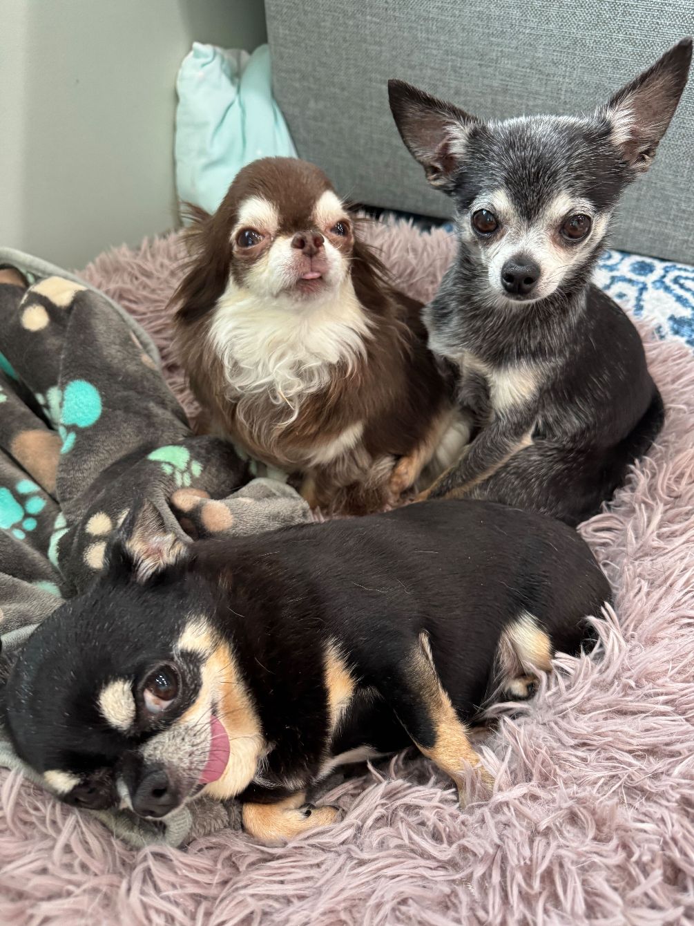 About the I Heart Chihuahuas Fundraiser campaign on Bonfire 6