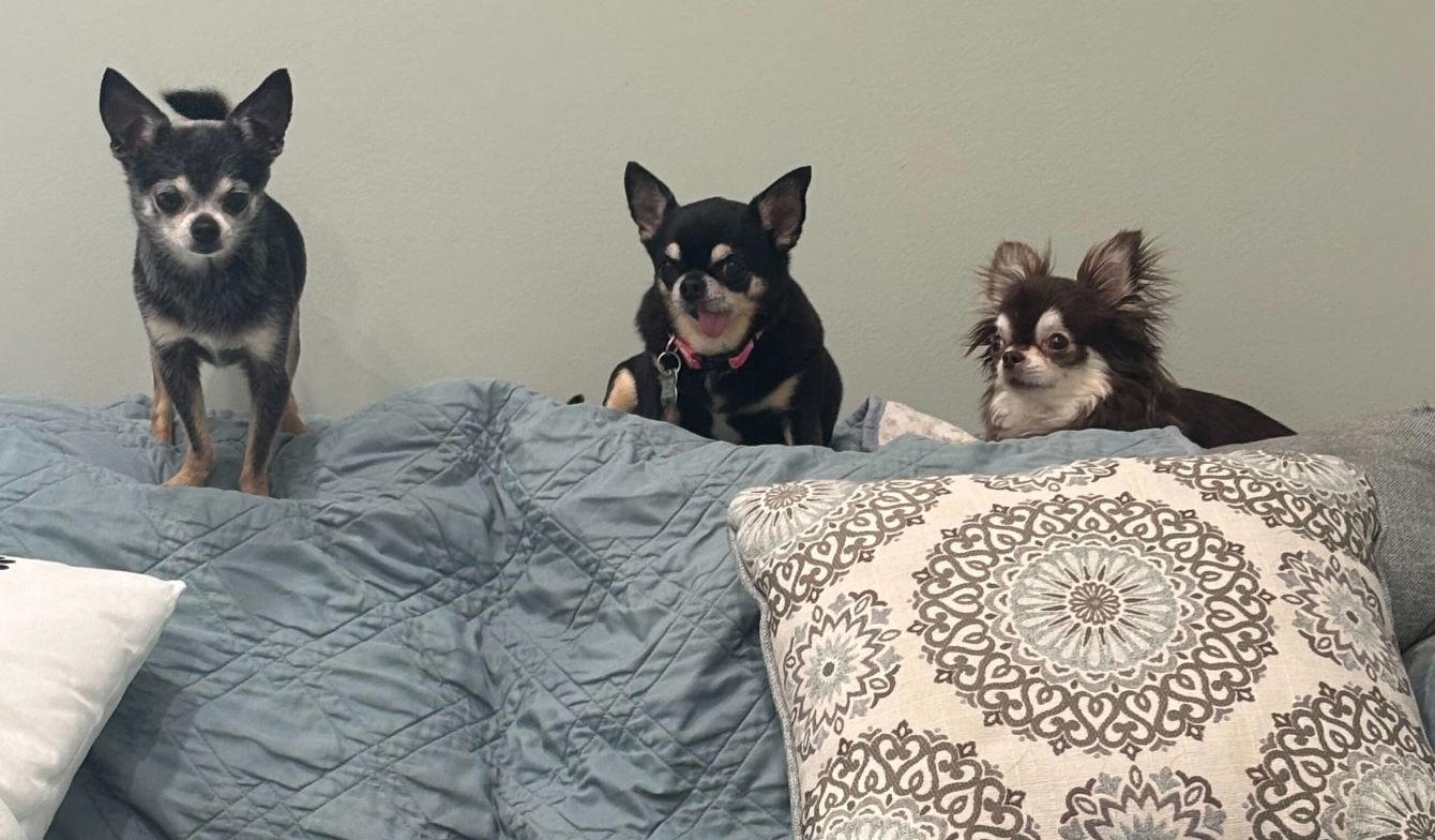 About the I Heart Chihuahuas Fundraiser campaign on Bonfire 3