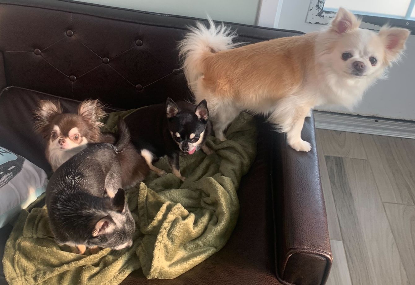 About the I Heart Chihuahuas Fundraiser campaign on Bonfire 5