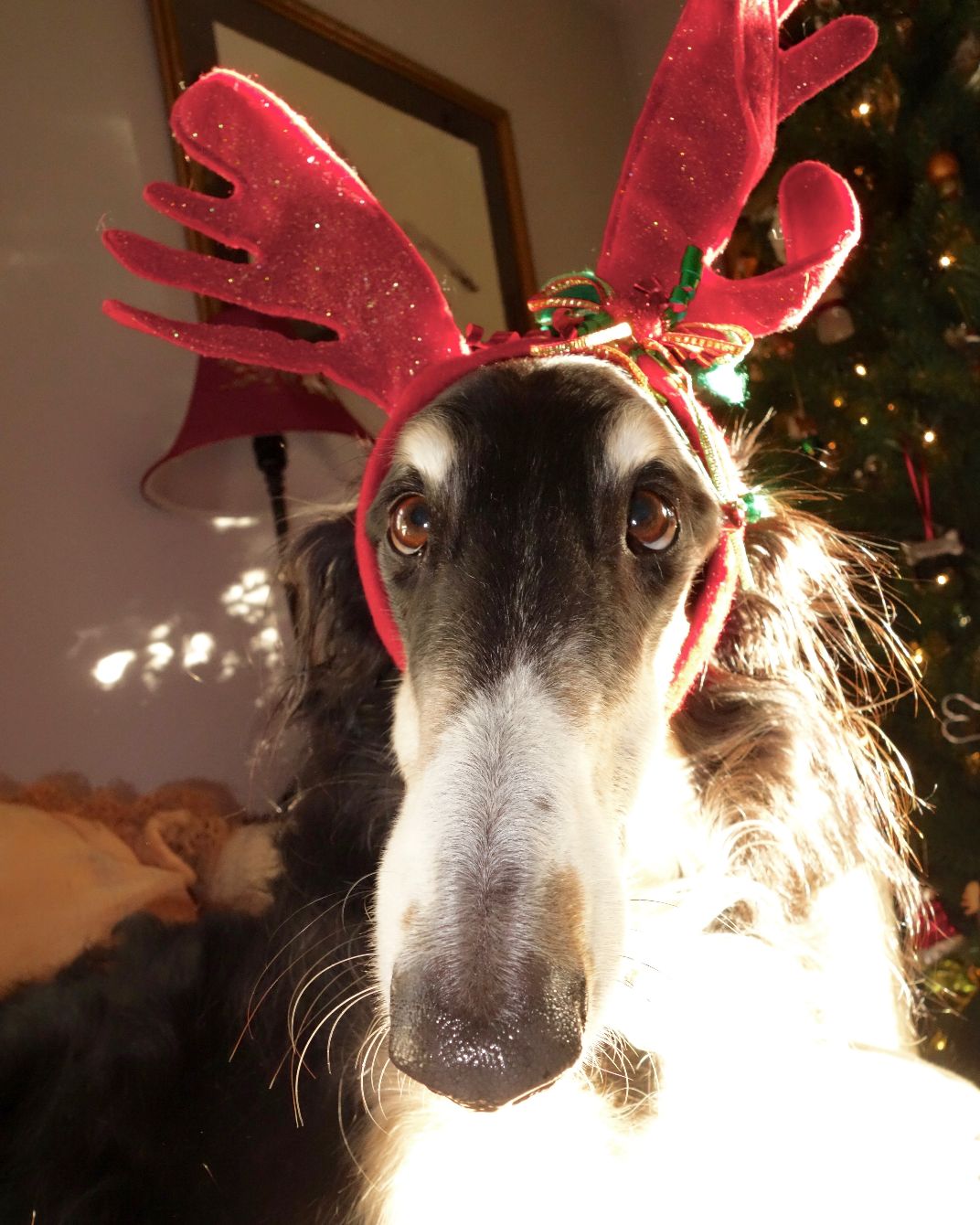 About the Borzoi Life Classic campaign on Bonfire 2