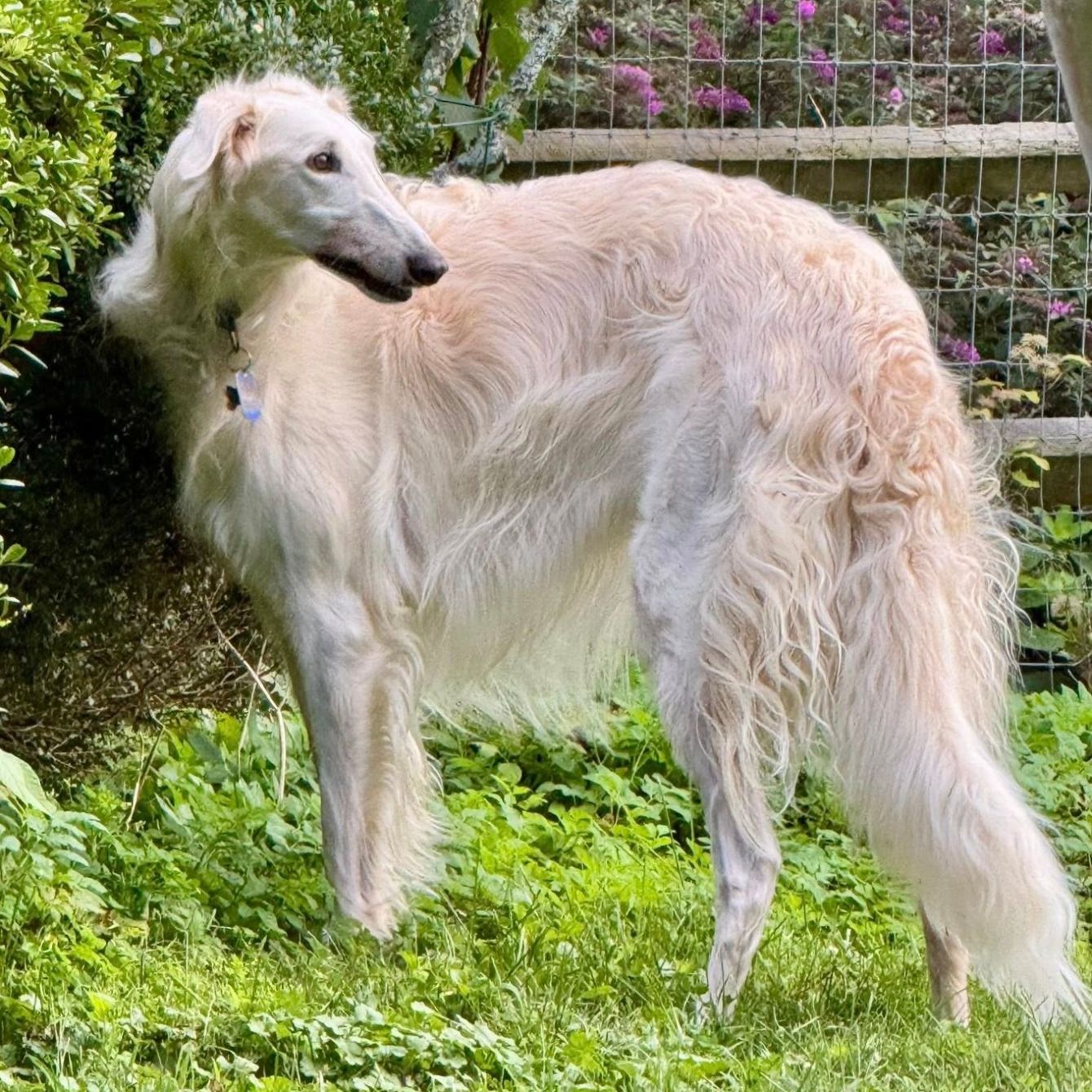 About the Borzoi Life Classic campaign on Bonfire 2