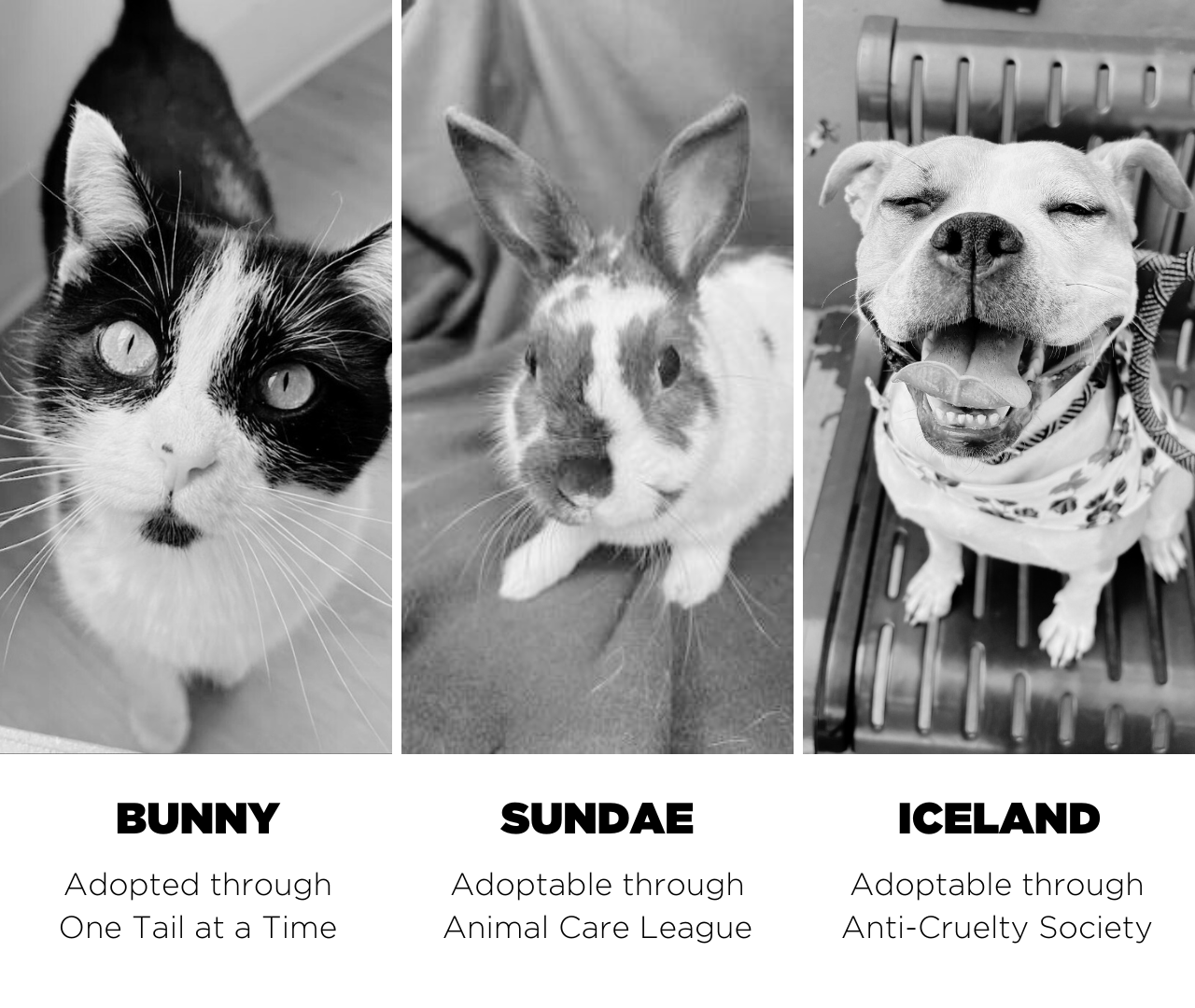 About the Super Adoption Saturday Fundraiser campaign on Bonfire 3