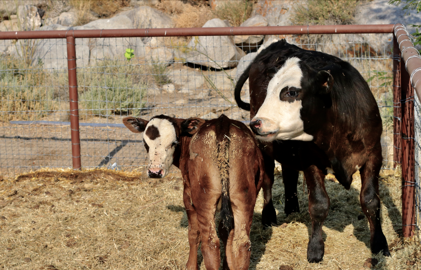 About the  campaign on Bonfire 3